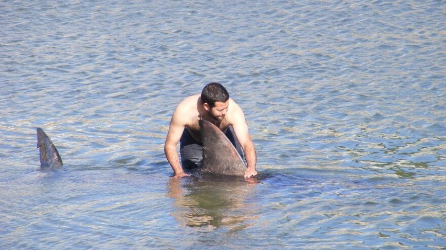 The shark was safely released.