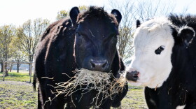 Black Angus Cattle, Photo Credit: Blake McCluney