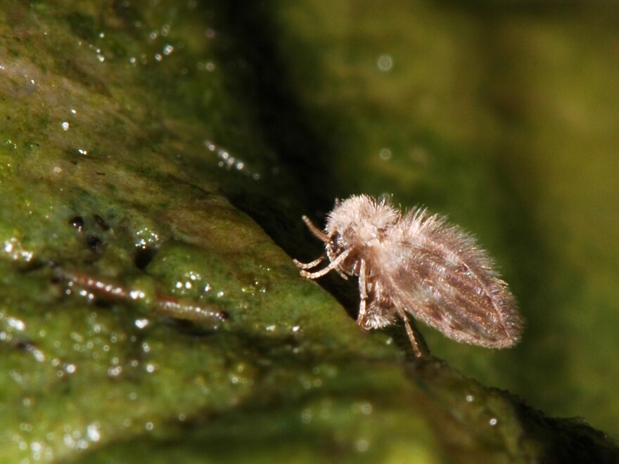 A moth fly eats the algae growing on a corpse recently removed from water. Adult moth flies also mated and deposited eggs on this body.