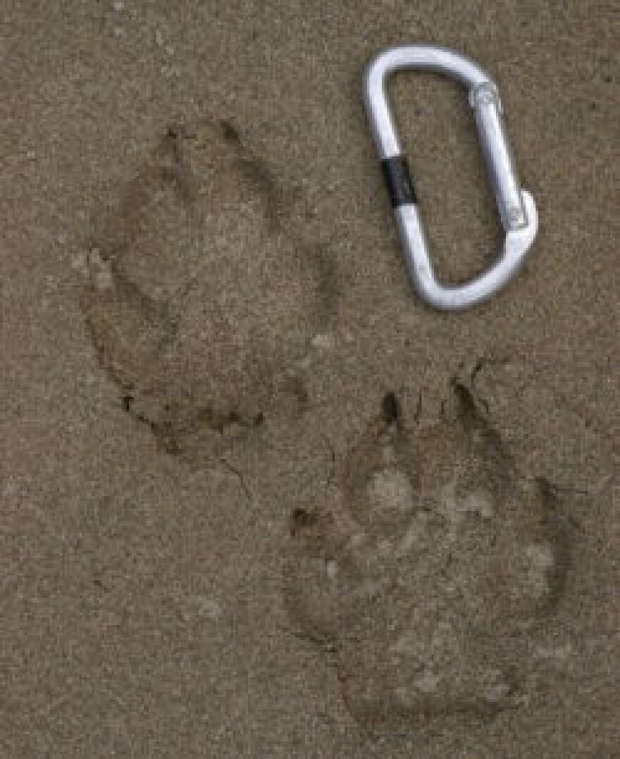 Wolf footprints in mud