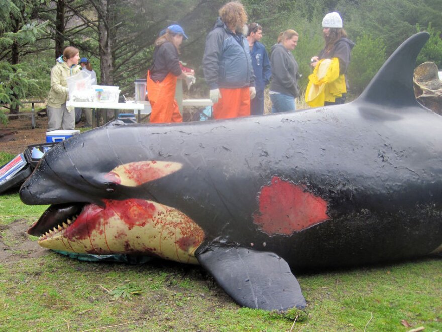 Victoria's body had suffered blunt trauma and bruising. An investigative team says the whale was healthy when she died.