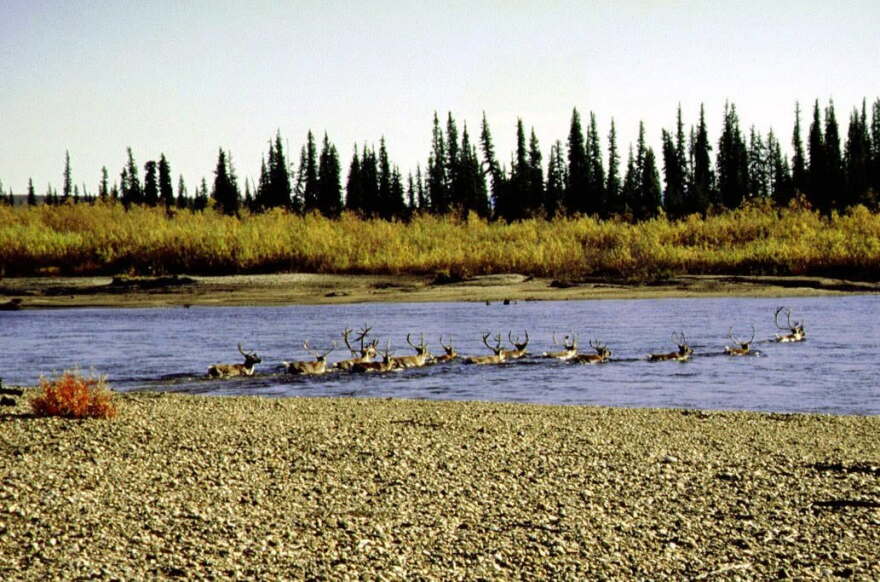 Caribou swim across the Selawik River in an undated photo.