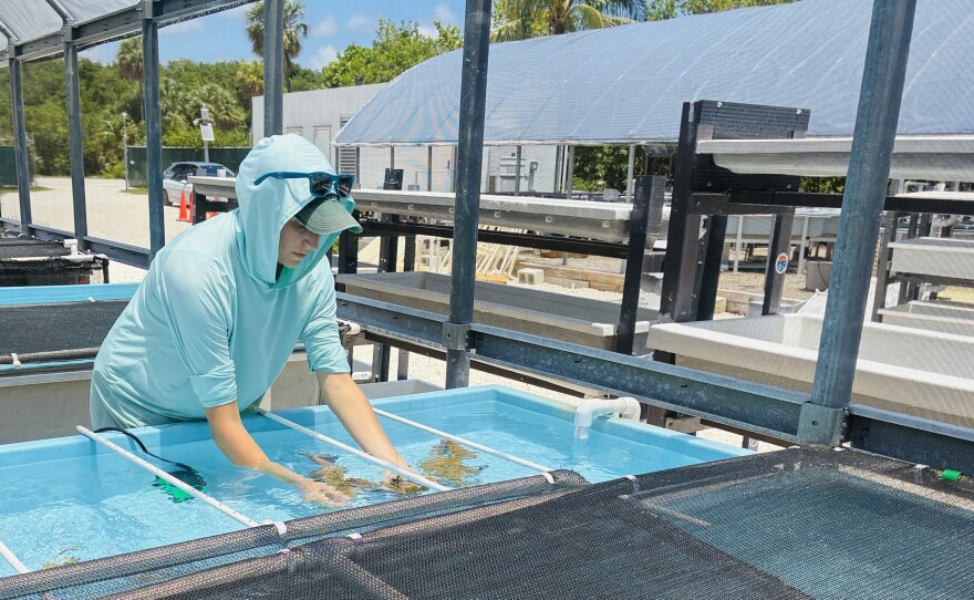 Researcher Julia Cafiero reaches her hand into the the climate-controlled tank