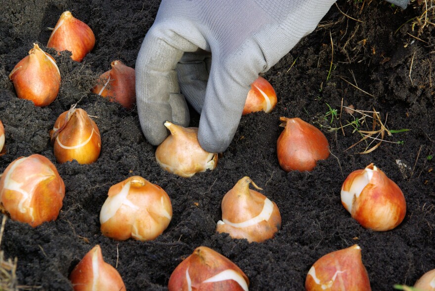 A gardening-gloved hand pushes a tan and white tulip bulb into dark brown soil among rows of other bulbs.