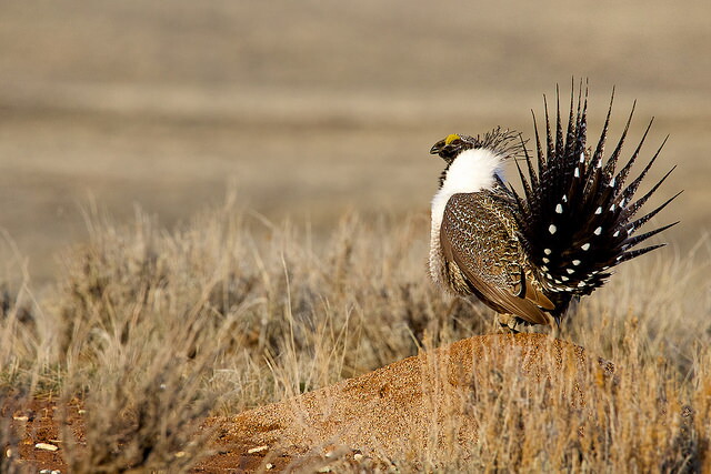 A sage grouse stands on a grassy plain.