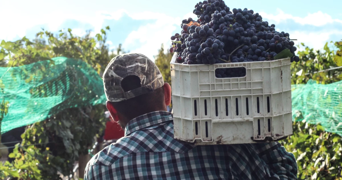 Trump's foreign farm worker policy criticized by both unions and 'America First' groups