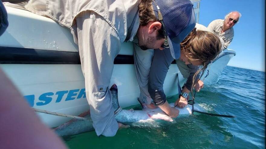 People on a boat tagging a shark.
