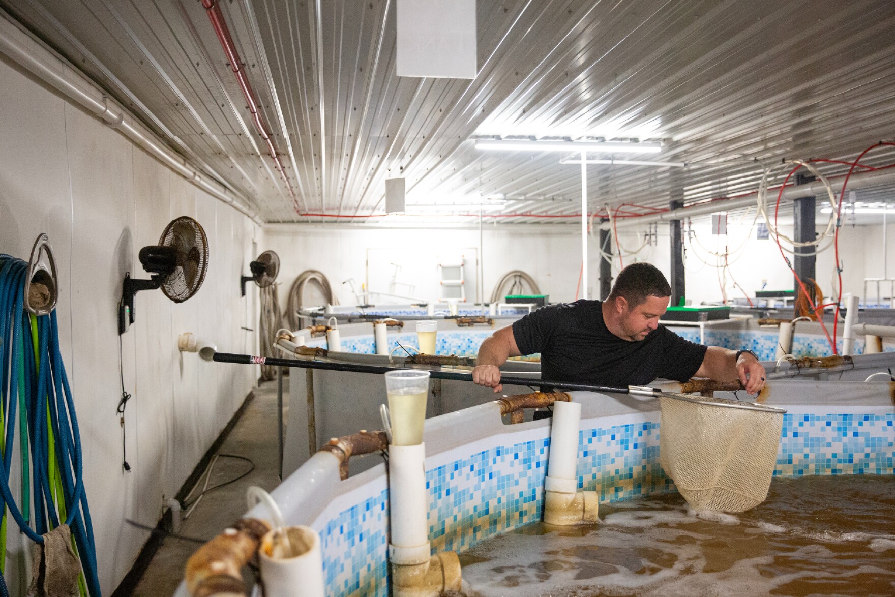 Shrimp in Missouri? These farmers are raising fresh seafood far from ...