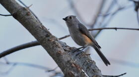 A tufted titmouse sits in a tree, Wednesday, Feb. 25, 2026, in Milford, Ohio. (Joshua A. Bickel/AP)
