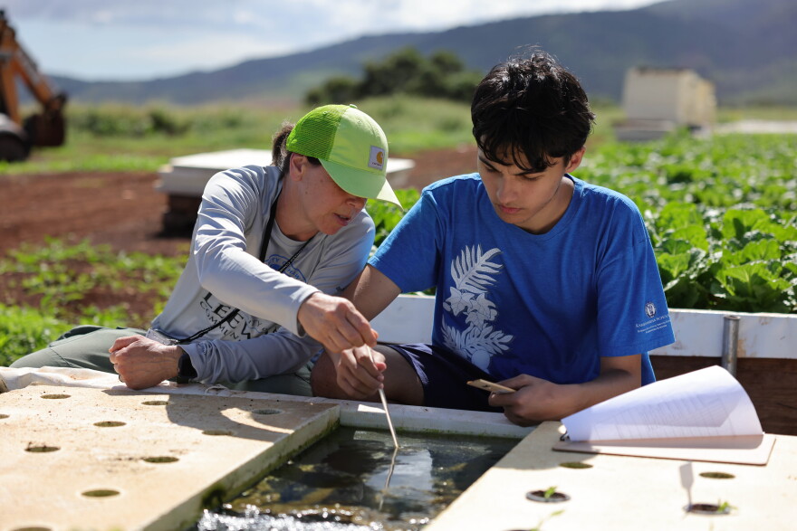 Students study commercial aquaponics at Nalo Farms as part of a Leeward Community College sustainable agriculture course in this undated photo from 2025.