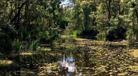 From “Saving America’s Amazon”