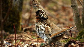 The state is considering adding the ruffed grouse, seen here, to the endangered species list.