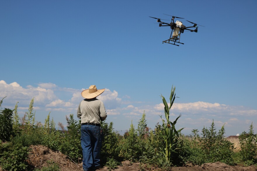 A man in a wide-brimmed, wicker sunhat, a grey, long-sleeved shirt and jeans, looks up at a drone flying above corn fields. The drone is seven feet tall, has four big black propellers, and has a cream colored tank in the middle of it.