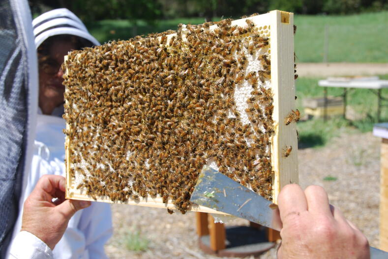 The Treasure Valley Beekeeping Club inspects bees from one of their hives.