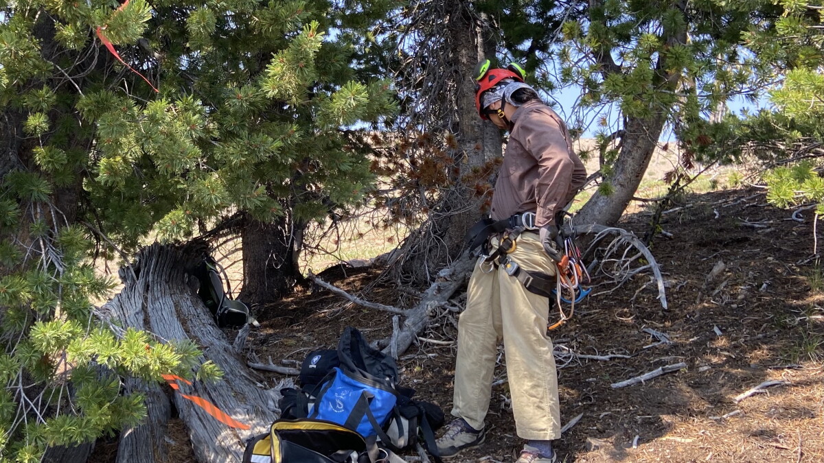 Whitebark pines – the 'quintessential wilderness tree' – added to the Endangered Species List - Vimarsana News