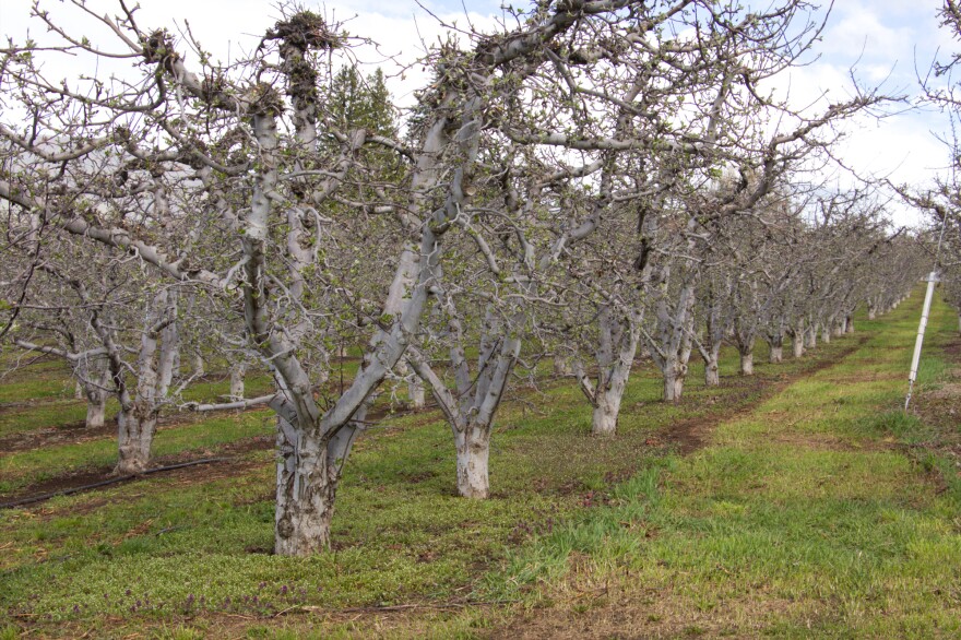 An old-style apple orchard near Malaga, Wash.