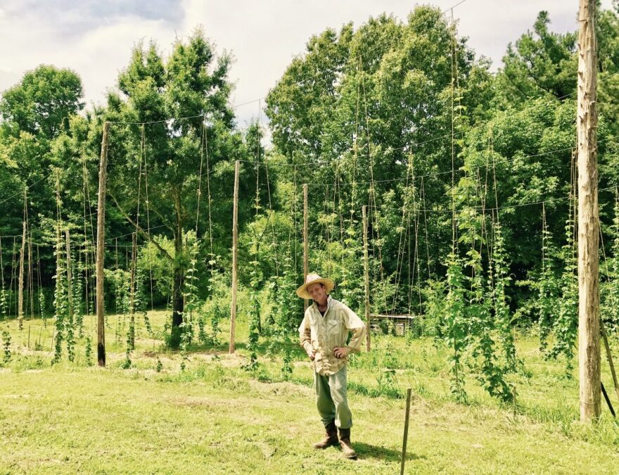 Farmer Wes Cole among his hops crop.