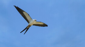 FILE- Swallow-tailed Kite in flight with prey in feet flying overhead with wings spread.