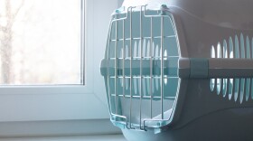 Carrying for cats on the window. Transportation of animals. A house for the animal. Care for the animals.