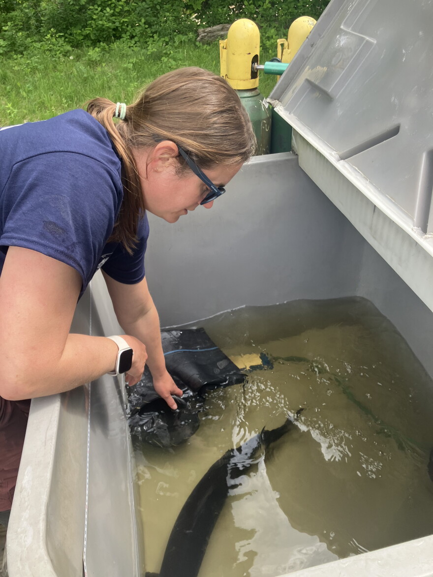 Maine Department of Marine Resources biologist Jennifer Noll checks on Atlantic salmon before transferring them to spawning grounds in w
