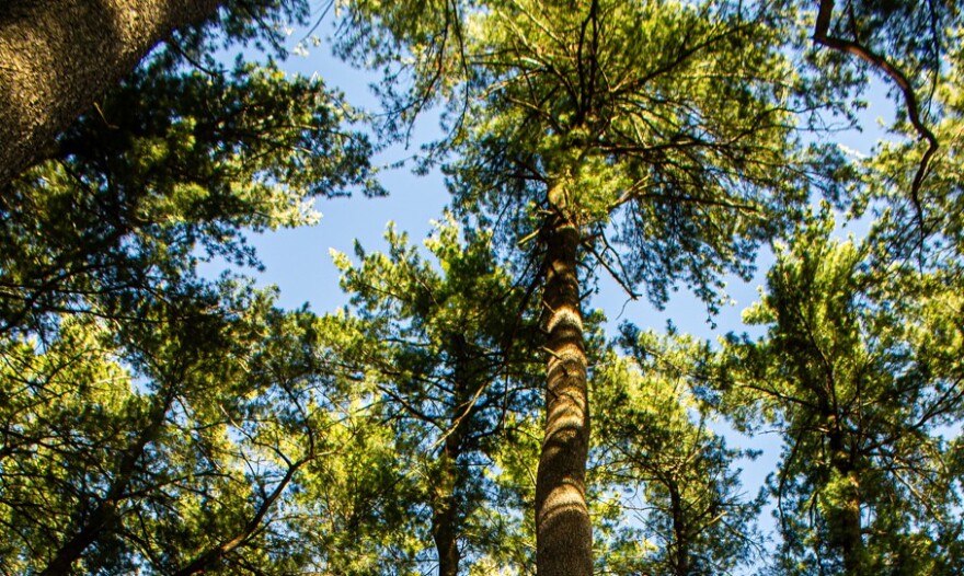 Set of pine trees swaying in the breeze on Michigan State University's campus on July 14, 2026.