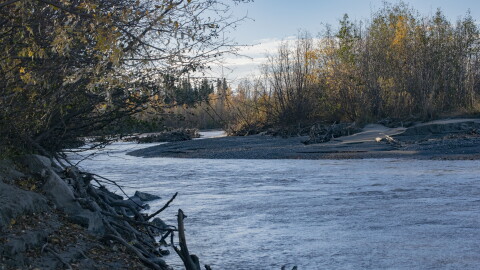 A side channel of the Tanana River flowing over a floodplain on Sept. 27, 2026.