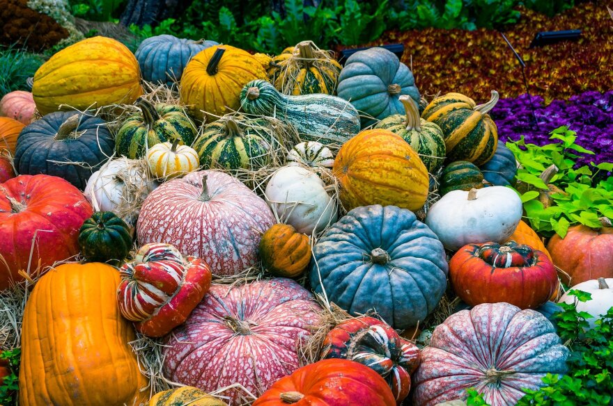 pumpkin patch