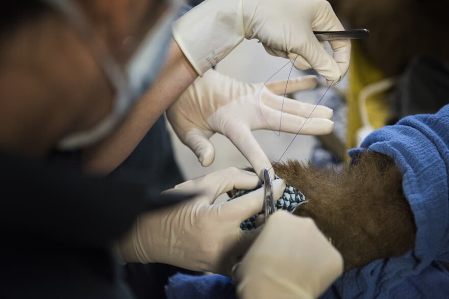 Suturing the tilapia fish skin bandages to the bear paws. (Karin Higgins/UC Davis)