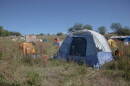 Camp O:Shad