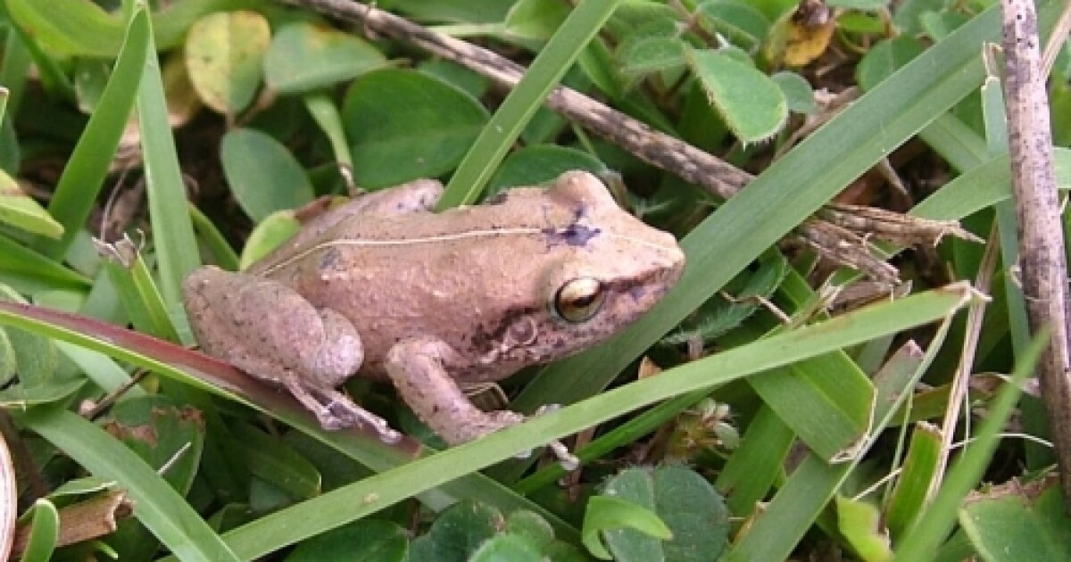 Maui group aims to expand coqui frog eradication efforts Hawai'i