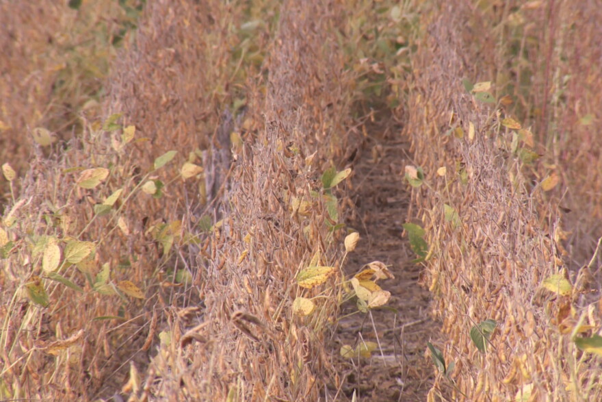 This no-till soybean field farmed by Justin Coleman of Hendricks County stores more carbon dioxide than tilled soil.