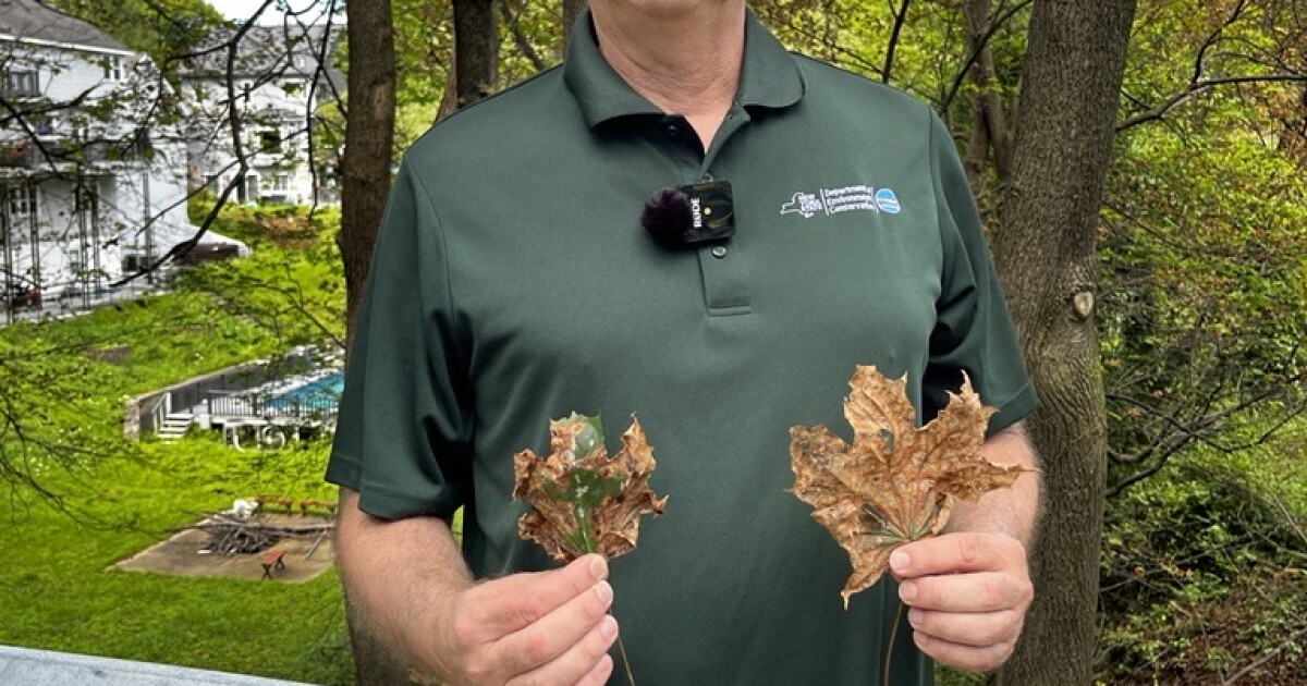 Norway maple leaves are falling early. Blame a fungal disease