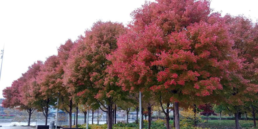 Trees with red leaves in the fall.