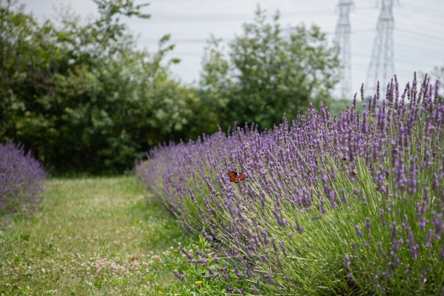 A Monarch butterfly lands on a patch of lavender at Rogish Farm in Chesterland on July 14, 2025. The farm, owned by partners Amy and Bob Rogish, grows over 30 types of flowers annually and offers cut-your-own lavender and sunflower experiences.