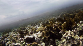 FILE - A coral grows under in the Caribbean Ocean along Caye Caulker near the second largest barrier reef that runs along the coast of Belize, Dec. 15, 2009. 