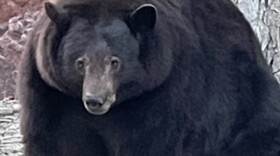 Hank the Tank is "our big bear friend who has adopted the Tahoe Keys neighborhood as his residential area," police in South Lake Tahoe, Calif., say. Officials with the California Department of Fish and Wildlife say that DNA samples show that at least two other large bears have broken into nearly two dozen homes.