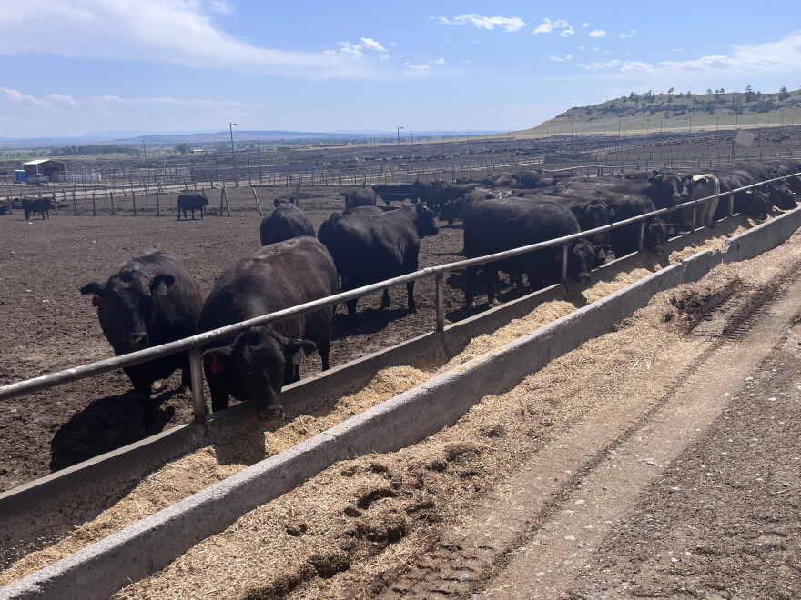 Cattle northeast of Billings in Shepherd.