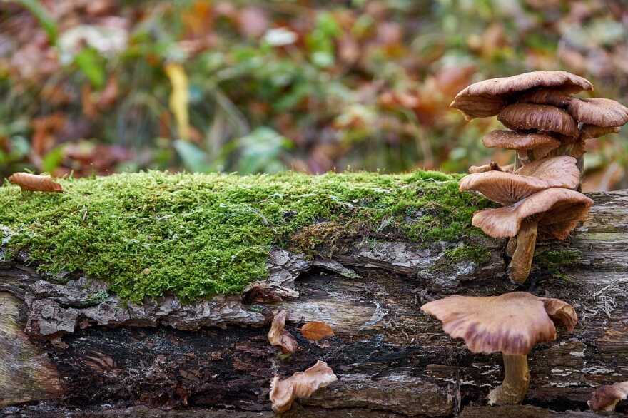 Mushrooms on a log with moss in the forest