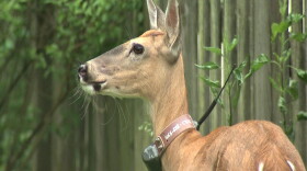 A deer in Bloomington wearing a tracking collar as part of a Ball State/DNR study.