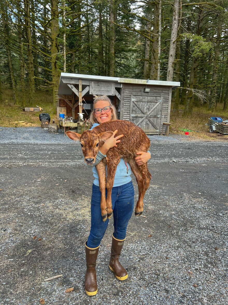 Kelli Foreman runs the Last Small Farm in Kodiak which now has three dairy cows, the newest one will be ready to start milking around Dec. 15.