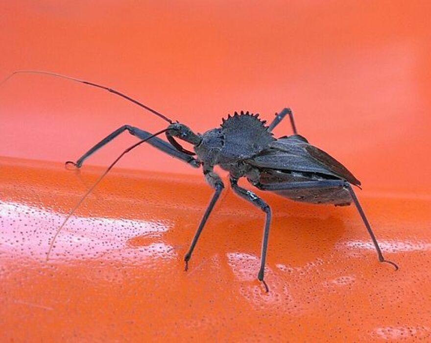 A Wheel Bug