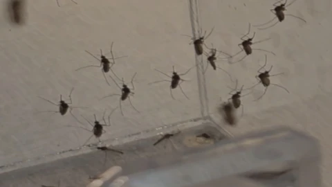 Aedes aegypti mosquitos in a case at the Orange County Mosquito Control headquarters in Orlando.