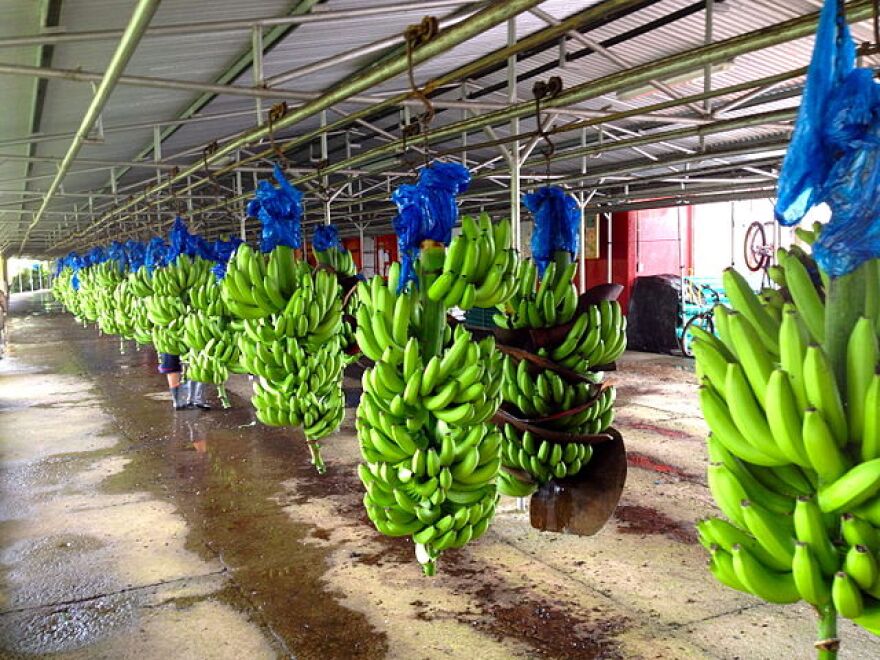 Bananas hang in a warehouse in LimÃ³n, Costa Rica.