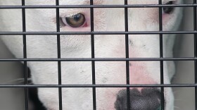 FILE - A shelter dog looks out from a crate after having been unloaded from a cargo plane, Tuesday, April 20, 2021, in Fort Lauderdale, Fla. As shelters have filled up with the abandoned pets of owners who have died, specialized rescue, advocacy and adoption services run by volunteers are trying to fill the void. (AP Photo/Wilfredo Lee, File)