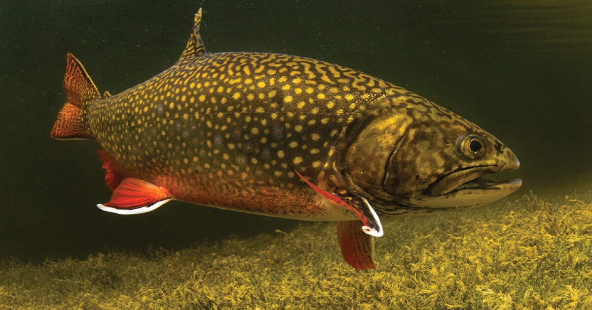 Berkshire environmentalists aim to sink state’s nonnative fish stocking policy