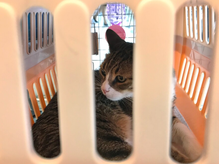Shawareb sits in his cage as he's taken to the vet in January 2017, to check up on his teeth.