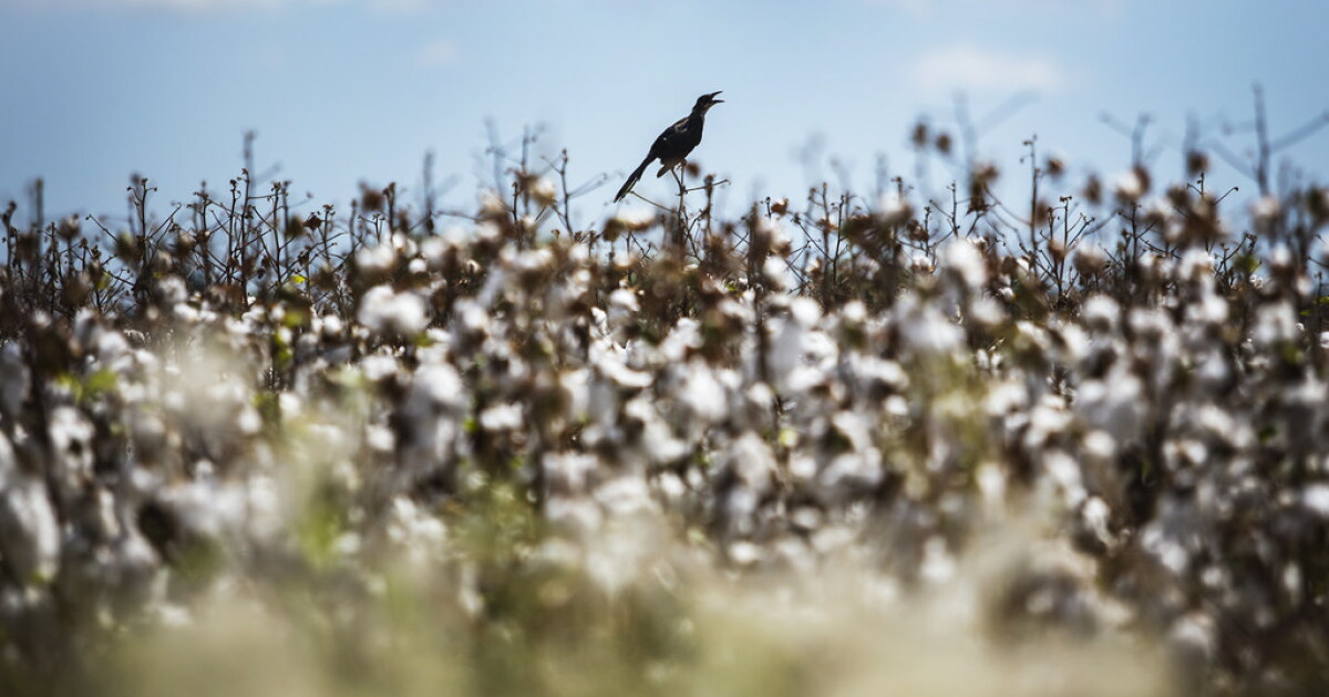 After year of disaster, Texas farmers will plant far less cotton in ...