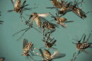 several dead mosquitoes in a petri dish