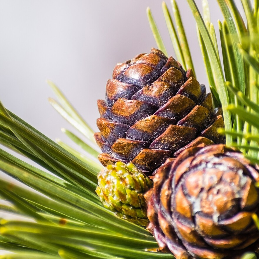 Close up of Whitebark Pine (Pinus albicaulis) cones surrounded by long, green, needles; California