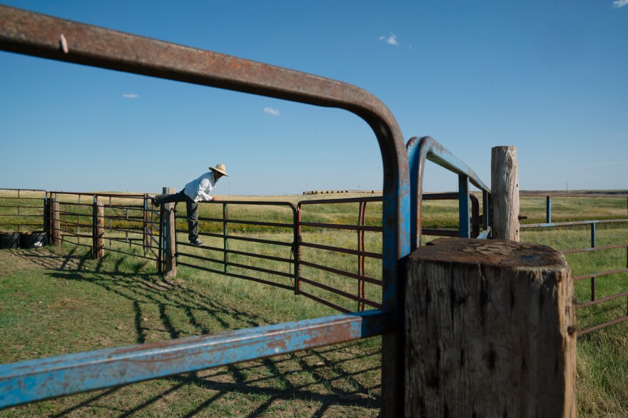 Conni checks on a bull on her ranch. She says she will never sell her spread to the reserve. "I really feel like ranchers — these land stewards — are the best option for conservation."